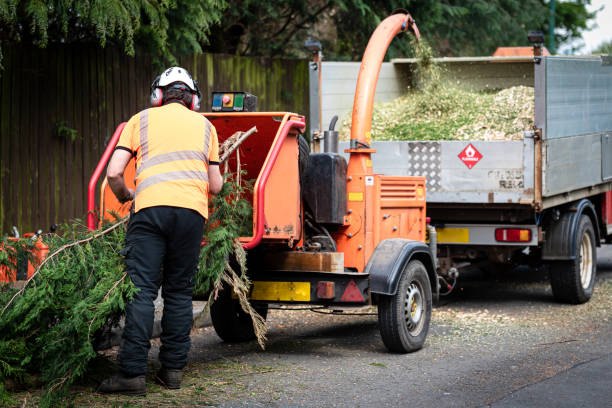 Best Tree Removal Near Me  in Churchill, OH